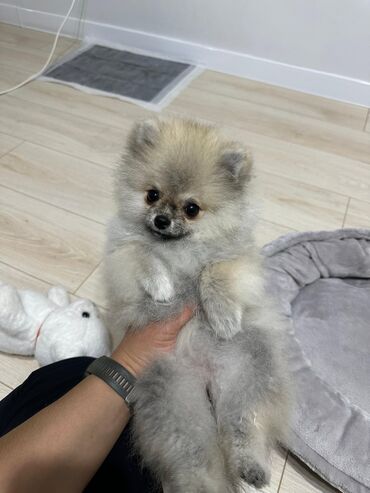 Продажа собак: 🐶 Померанский шпиц-малыш по имени Капо ждёт свою семью! 🐶 Возраст: 2,5