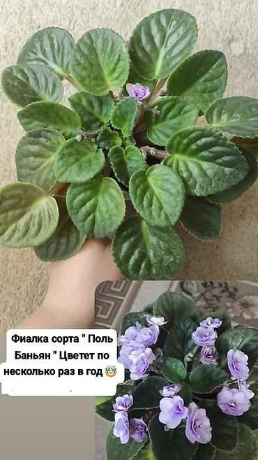 цветные кактусы: Продаю свои Комнатные суккуленты и декоративные растения.🪴🌿 Продаю — 6