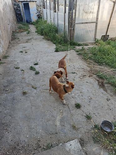 sumqayitda it satisi: 1 i Erkey biri dişi mehriban itlər di ünvan buzovna qəsəbəsi di — 6