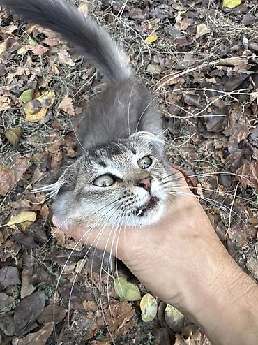 Отдам даром кошку: Котёнок с короткими ушками (похоже на скоттиш-фолд/стрейт) на фото, но — 5