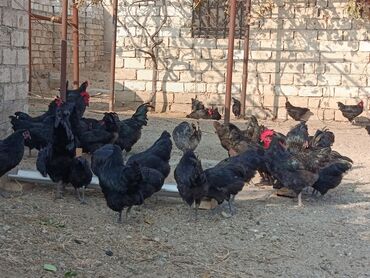 Toyuqlar: Toyuq, Australorp, Yumurtalıq — 17