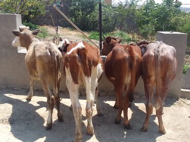 İtlər: Dişi, Simental, il: 8, 130 kq, Damazlıq, Ünvandan götürmə