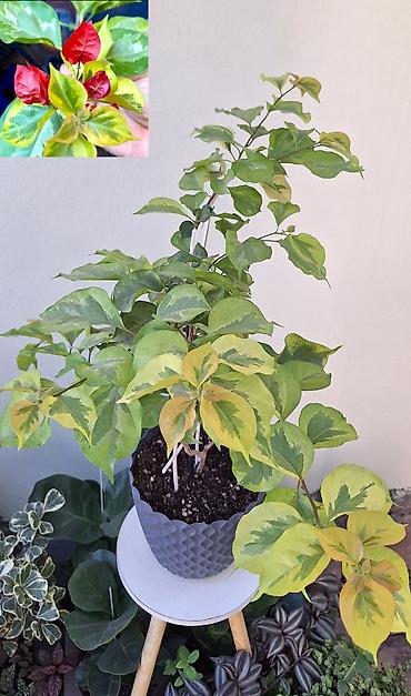 Бугенвиллия (Bougainvillea) сорта Dauphine — вариегатная лиана с яркой