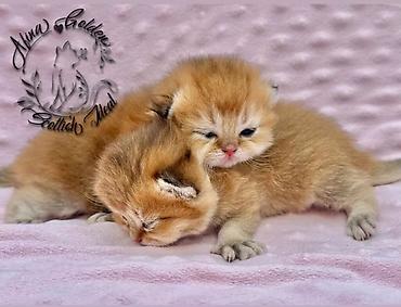 Продажа кошек: Скотиш Фолд (Шотландская вислоухая), 1 месяц, Мальчик, Золотая шиншилла, Приучена к лотку — 10