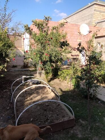 Uzunmüddətli kirayə mənzillər: Qobuda dörd otaqlı ev iki otaq bir kuxna hazır iki otaq təmirsiz qaz — 14