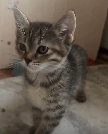 Отдам даром кошку: 2 месяца, Девочка, Метис — 12