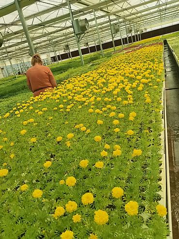 flowers: Рассада однолетних декоративных культур из теплицы - Бархатцы — 7