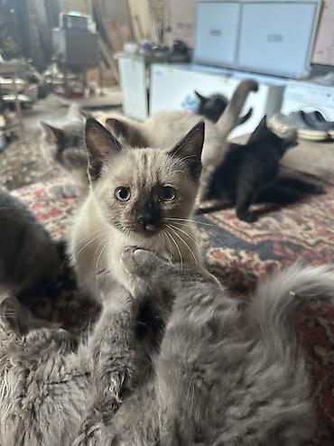 коты бишкек: Отдаю даром котят — 8