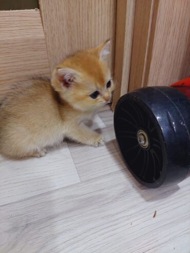 Pişiklər: Qızıl şinşilla, Erkək, Dişi, Ünvandan götürmə — 2