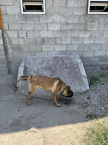 Продажа собак: Овчарка, 1 год, Самец — 9