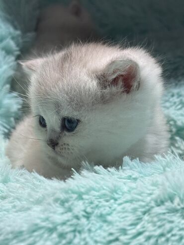 Продажа кошек: Скотиш Фолд (Шотландская вислоухая), 2 месяца, Девочка at lalafo.kg — 16 Продажа кошек: Скотиш Фолд (Шотландская вислоухая), 2 месяца, Девочка — 16