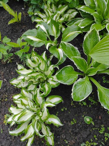 Садовые цветы и кустарники: Саженцы цветка: Флоксы — 14