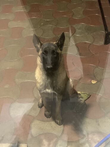 овчарка малинуа цена: Бельгийская овчарка, 6 месяцев, Самка, С прививкой