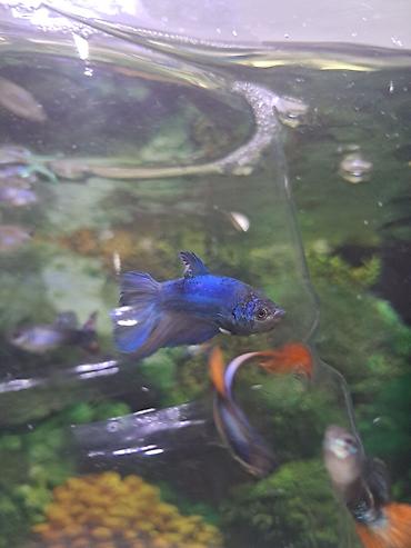 neon balığı: Betta (Petuşok balığı) — 7