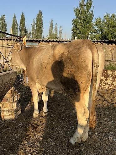куплю стельную корову: Продаю | Корова (самка) | Для молока — 8