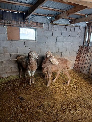 Баран, овца: Продаю | Овца (самка) | Для разведения — 10