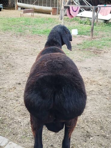 Бараны, овцы: Продаю | Ягненок, Баран (самец) | Арашан | На забой, Для разведения, Для шерсти | Племенные, Осеменитель — 9