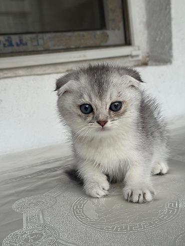 Pişiklər: Britan — 11