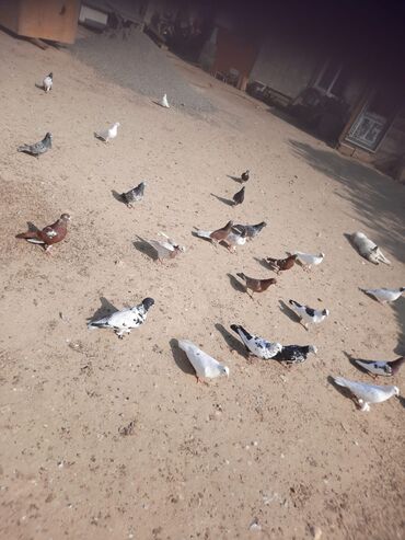 Göyərçinlər: Quşlar satılr @sarayli_qusbaz_agaselim — 6