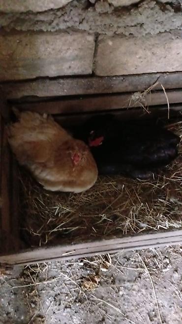 bulbul quşu satışı: Kurt toyuq ikisi55 — 2