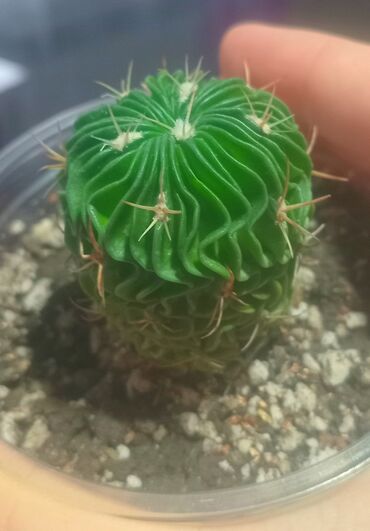 кожанные изделия: 🌵💫 ЖИВЫЕ УКРАШЕНИЯ ДЛЯ ДОМА Если вы мечтали о растении, которое «живет