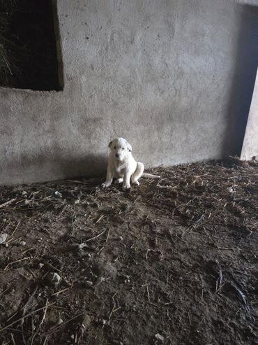 İtlər: Salam hamıya! çox sağlam və gözəl küçüklər satılır! 2 aylıg, erkək və — 3