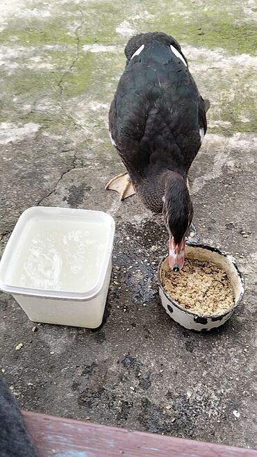 Ördəklər: Erkək, | Lal ördək, Damazlıq, Ünvandan götürmə — 8