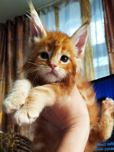 вислаухий кот: Элитные котята Мейн-куны 🥳 очень необычный нежный окрас от шикарных