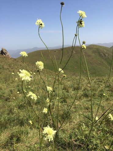 Bal: Kəlbəcər balı – dağ-çiçək və yaylaq balı, həmçinin çökə (linden) balı -da lalafo.az — 24 Bal: Kəlbəcər balı – dağ-çiçək və yaylaq balı, həmçinin çökə (linden) balı — 24