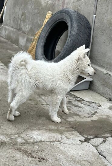 Продажа собак: Лайка, 3 месяца, Самец — 5