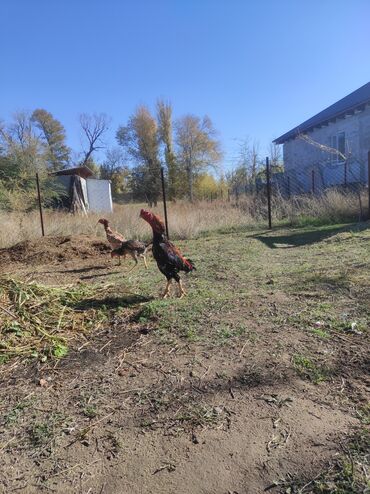 папугай бишкек: Продаю | Петух | Бойцовая | Для разведения