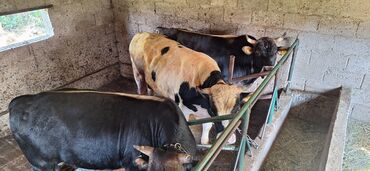 Коровы, быки: Продаю | Бык (самец) | Голштин, Алатауская | На откорм, На забой, Для разведения