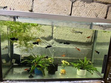 Akvariumlar: Dördbucaqlı Akvarium, Balıqlarla birlikdə, 60 l, Ünvandan götürmə