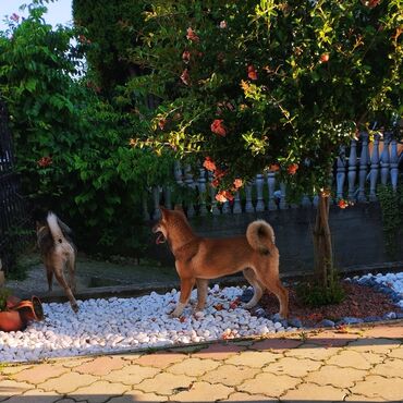 prolecna od suskavog: Šikoku štenci, veoma retka japanska rasa.psi su primili sve