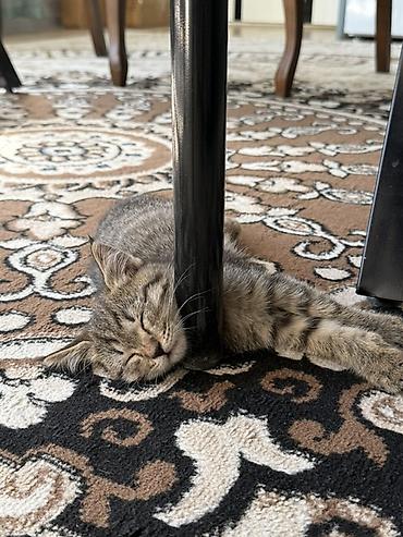 Мышык бекер берем: Отдам даром полосатого котёнка-мальчика! 🐱 • Возраст: Почти 1 месяц. • — 2