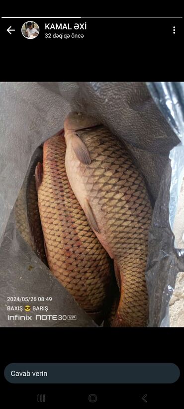 sazan balığı satışı: Dəniz sazanı kilosu 18manat almaq fikri ciddi olan şəxsiyə
