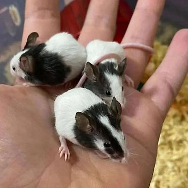 Хомяки: Продаются хомячки джунгарские, сирийские, ангорские пушистые хомячки — 4