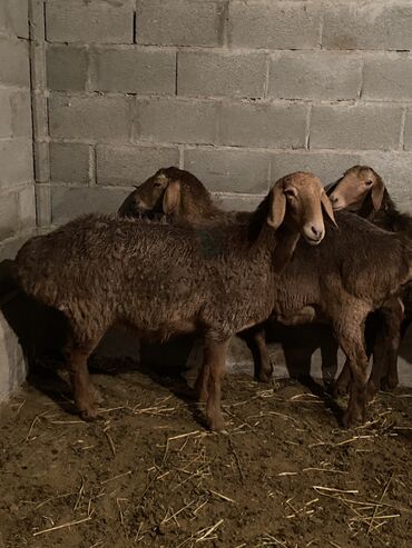 купить домик для кошки недорого: Сатам | Ургаачы кой (ургаачы) | Аргын, Арашан | Көбөйтүү үчүн | Бооз, Ургаачы