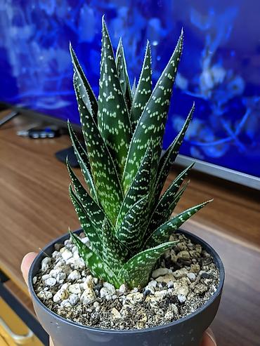 xoruz otu bitkisi: Aloe "Tiki tahi". Hibrid aloe növüdü. Baxımı çox sadə. Sumqayıt — 1