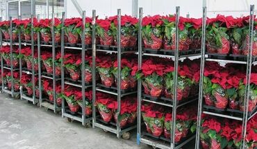 розы в бишкеке цены: За одну розу 35 сом цветов 101 Роза /201/301 подари цена указана с