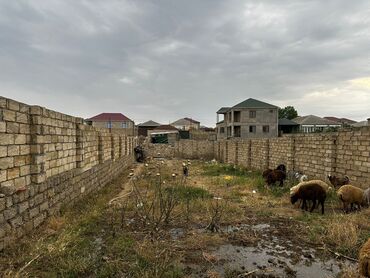 Torpaq sahələrinin satışı: 4 sot, Kənd təsərrüfatı, Mülkiyyətçi, Bələdiyyə