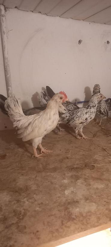 Cücələr: Toyuq cücələri, Damazlıq -da lalafo.az — 9 Cücələr: Toyuq cücələri, Damazlıq — 9