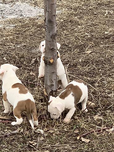 Продажа собак: Питбуль, 1 месяц, Самец — 12