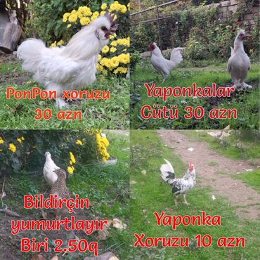 İnformatika: Toyuq, Adler, Australorp, Bresse, Damazlıq, Ünvandan götürmə, Pulsuz çatdırılma, Ödənişli çatdırılma