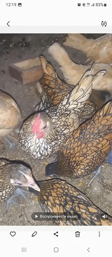 Куры, петухи: Продаю | Куры | Для разведения — 1