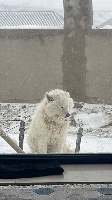 İtlər: Samoyed — 9