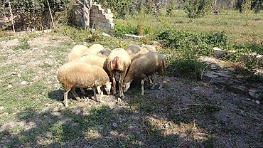 корм для собак баку: Qoyun sürüsü satılır Kom satılır ümumi 10 bas heyvandı Beyləqan — 2