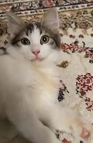 Кошки: 4 aylıq pişik balasına,cinsi qızdır, xeyirxah sahib axtarırıq.Masya — 1