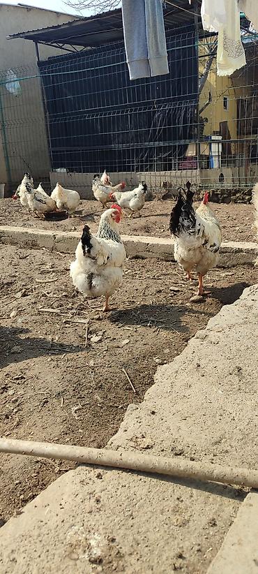 Куры, петухи: Продаю | Куры | Несушки — 2