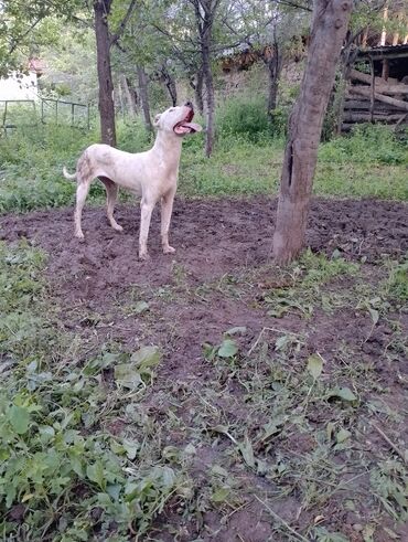 в связи с переездом отдам попугая жако в добрые руки: Аргентина догу, 8 айлык, Ургаачы, Эмделген, Ит тегин тастыктоочу документ
